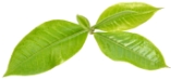 茶葉のイメージ